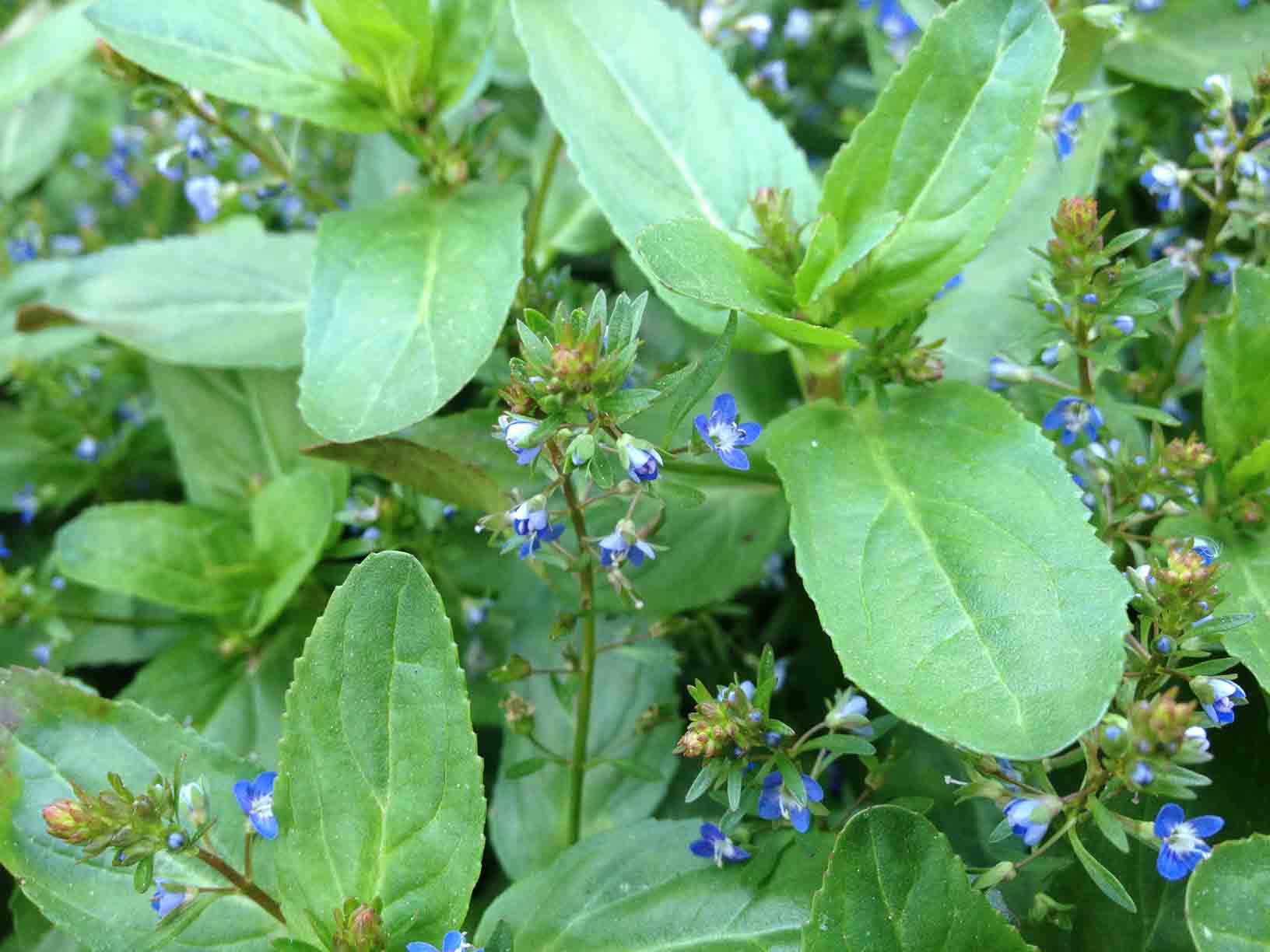 Veronica beccabunga